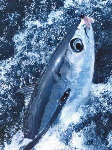 Albacore Tuna