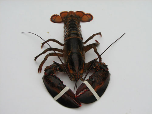 american lobster