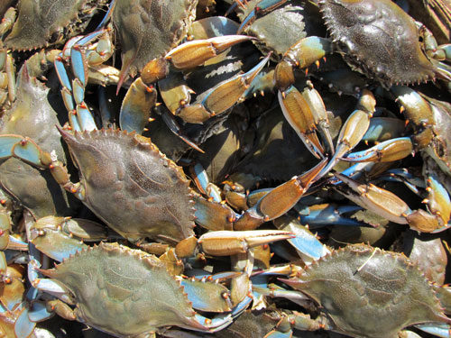 atlantic blue crabs