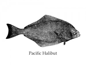pacific halibut