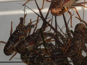 Spiny Lobster