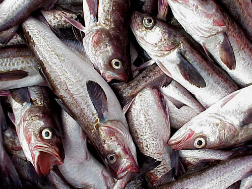 Alaska Pollock