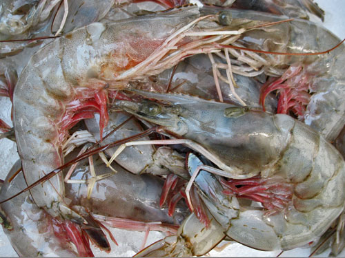 warmwater shrimp