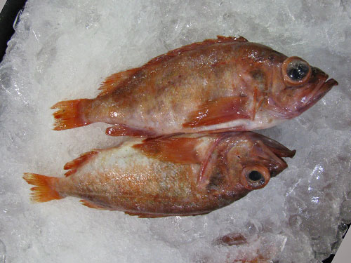 Acadian Redfish (ocean perch)