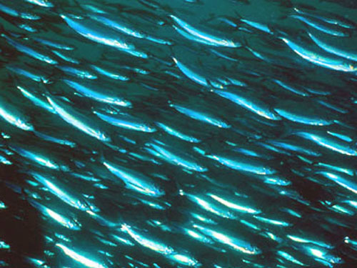 atlantic herring