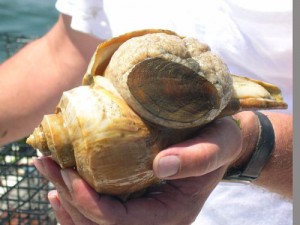 channeled whelk (Busycotypus canaliculatus)