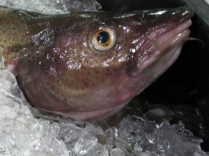 Atlantic Cod