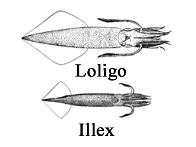 loligo and illex squid