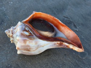  knobbed whelk (Busycon carica)