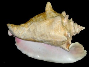 queen conch (Strombus gigas)