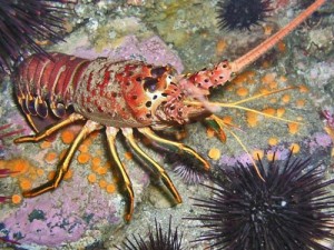 California spiny lobster