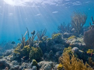 caribbean-coral reef