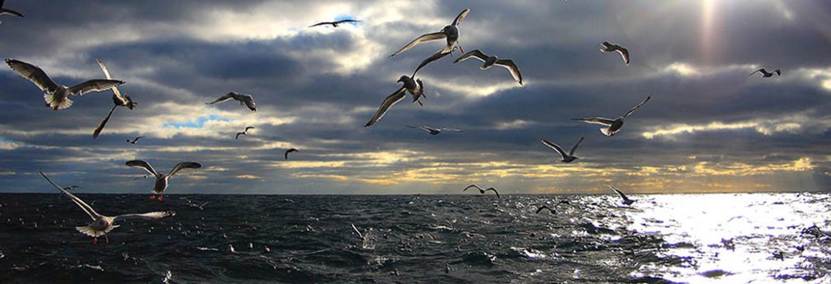 seabirds