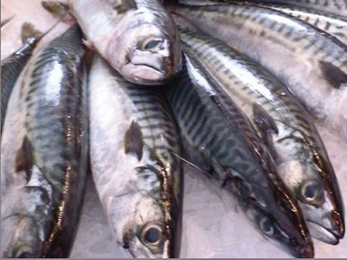 atlantic mackerel