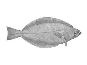 greenland halibut