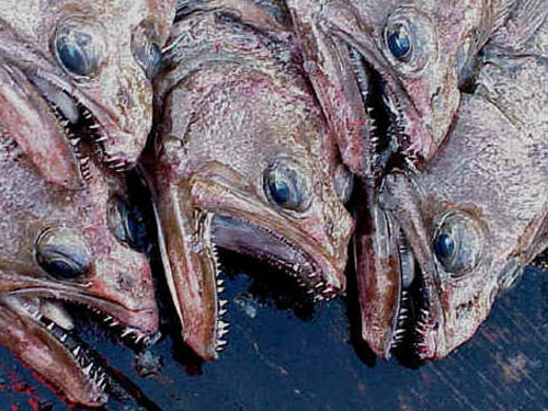 arrowtooth flounder