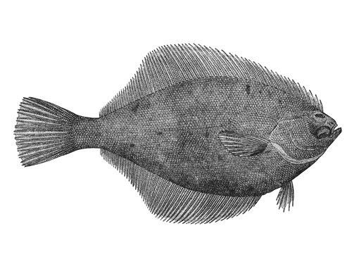 vintage yellowfin sole illustration