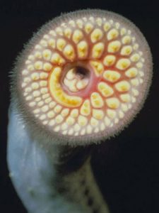 sea lamprey mouth