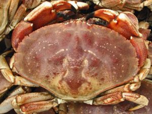 Jonah Crab