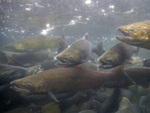 fall chinook salmon