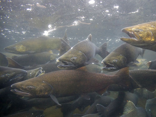 chinook salmon