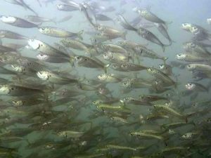 atlantic menhaden school