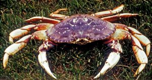 dungeness crab