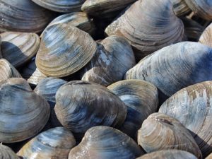 quahog clams