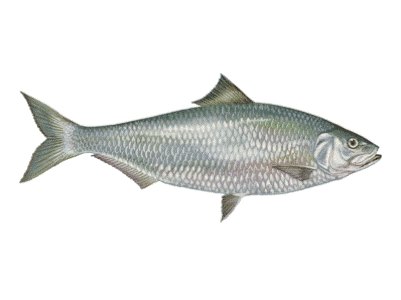 american shad