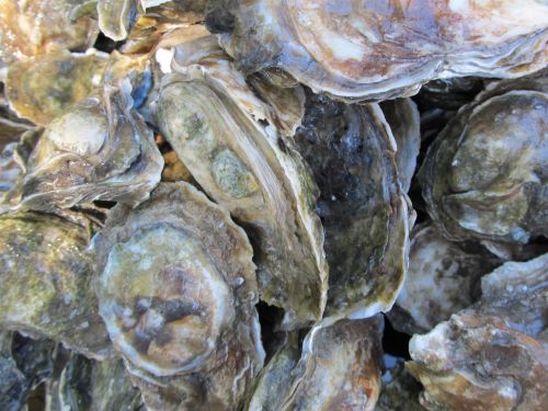 oysters