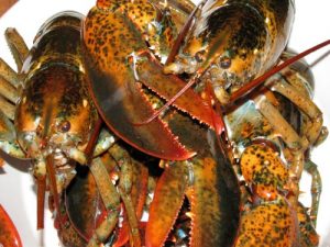 maine lobsters